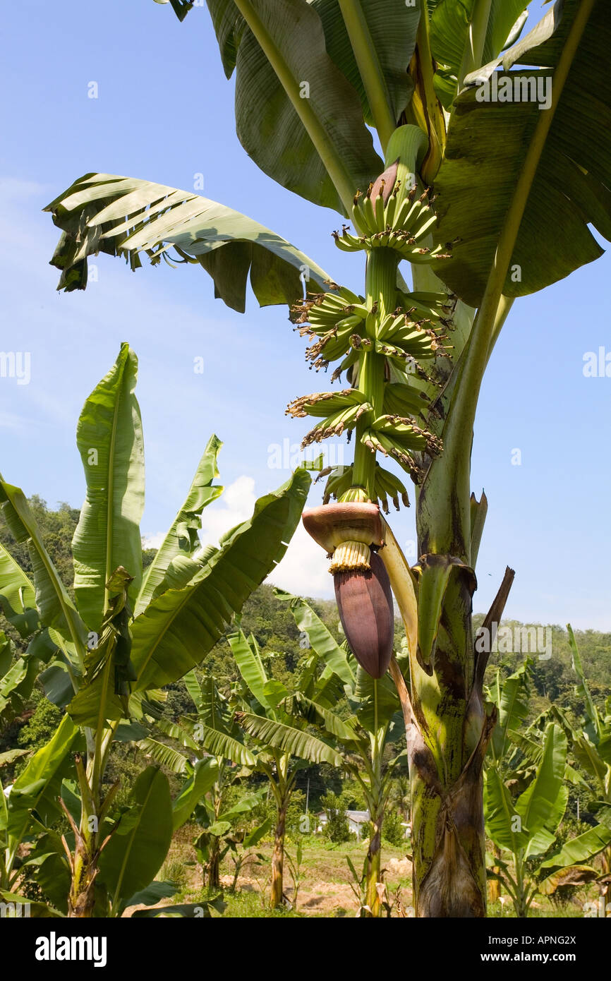 Hybrid banana flower Stock Photo