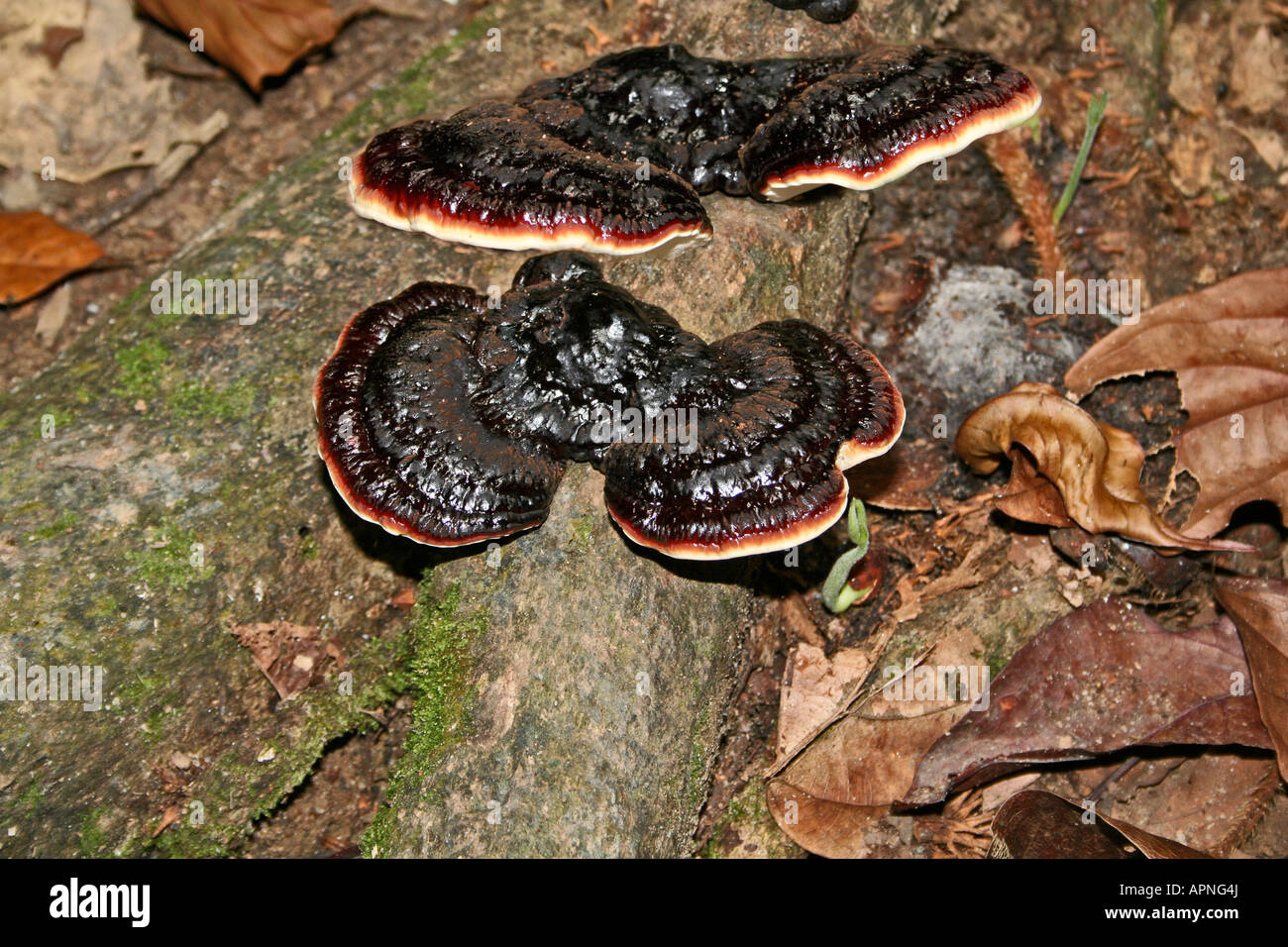 Bracket fungi growing at FRIM Kepong Malaysia Stock Photo