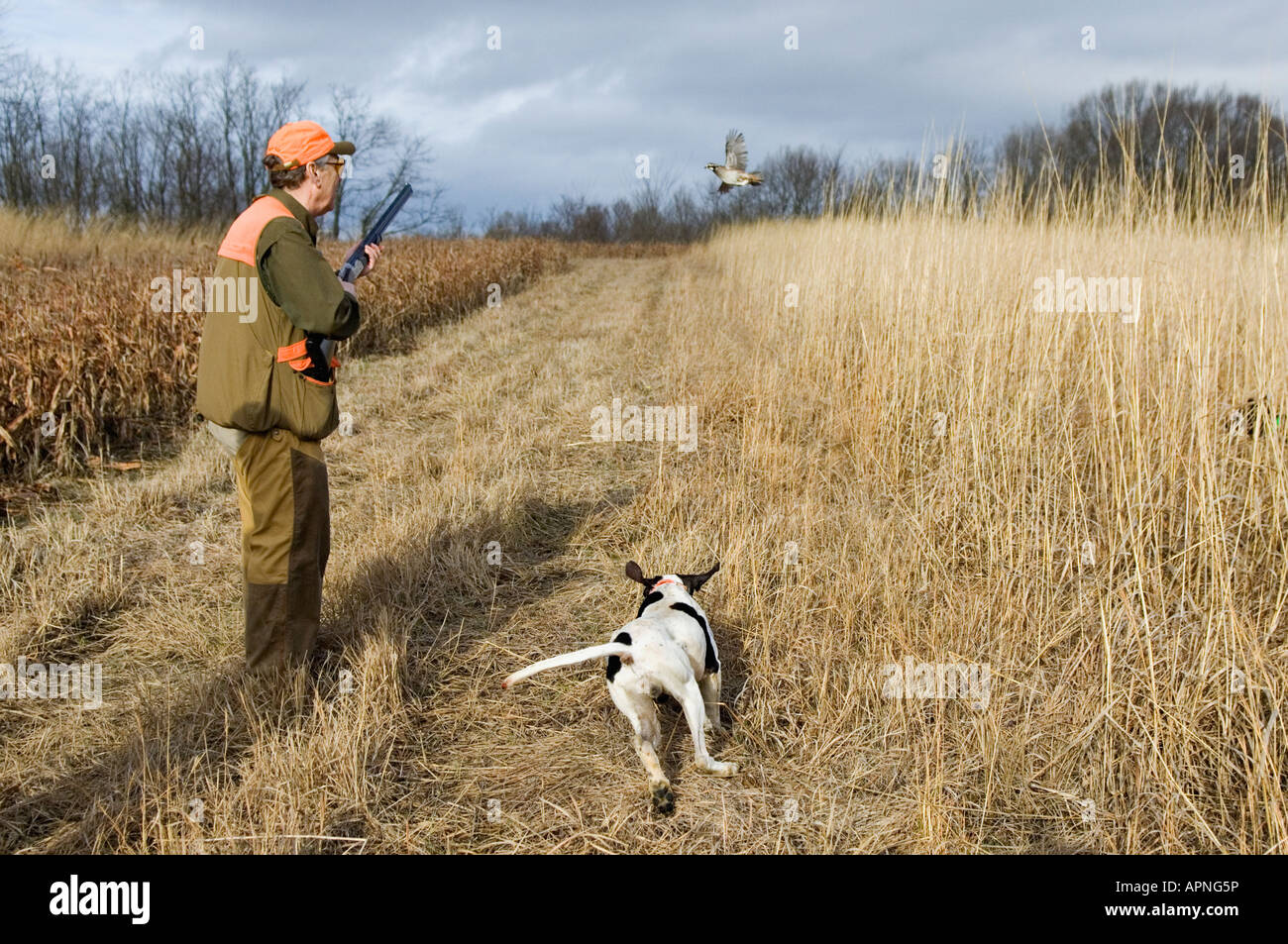 Upland Bird Hunter Watching Chucker Flush while English Pointer gives