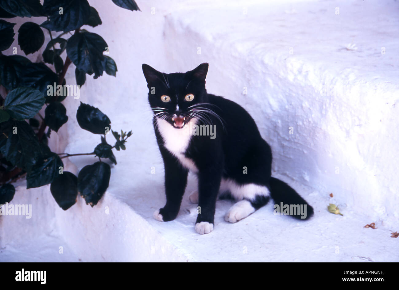 Black and white cat sat on white stone step mewing Stock Photo - Alamy