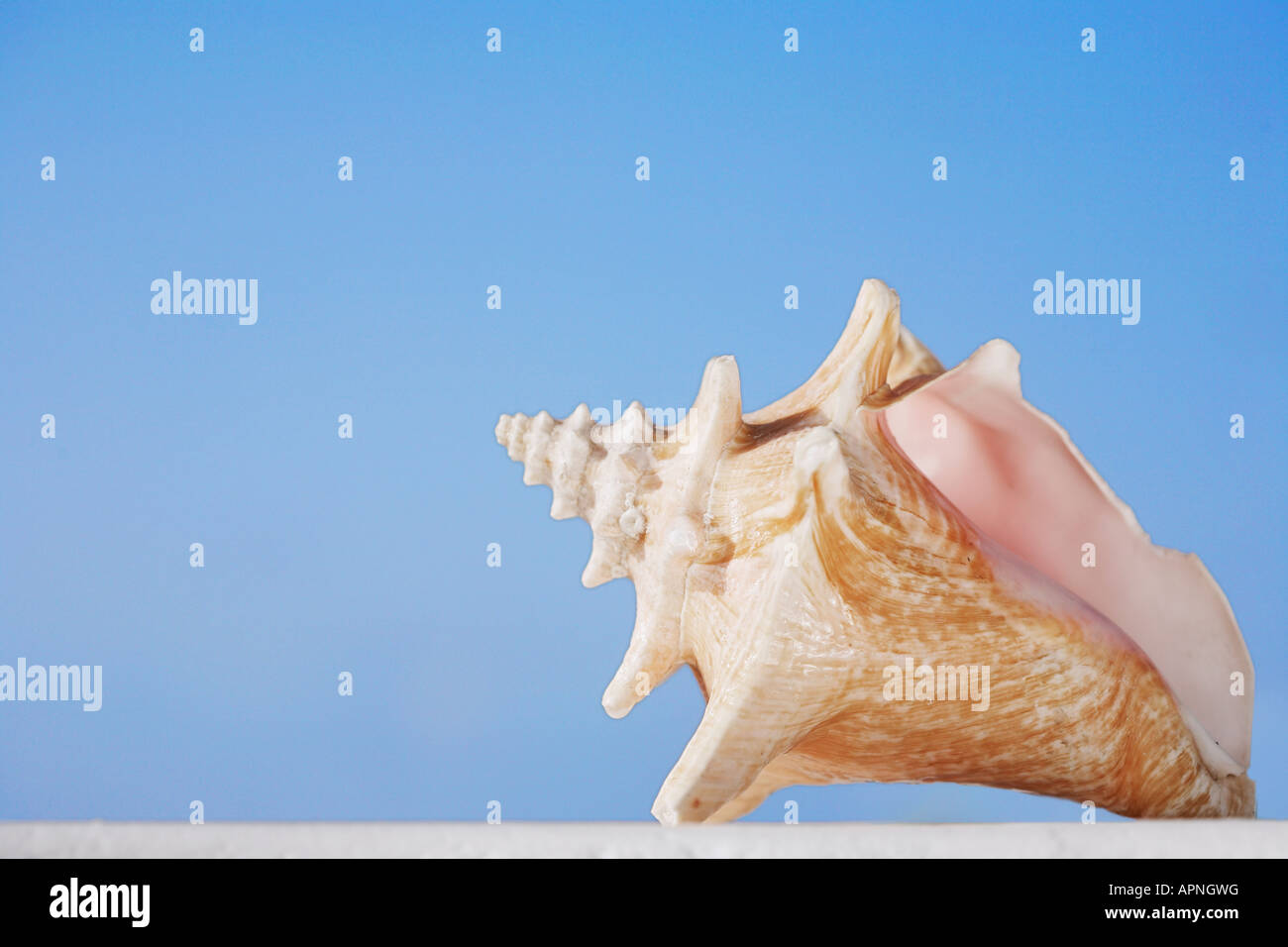 Conch Hi Res Stock Photography And Images Alamy Conch Shell APNGWG