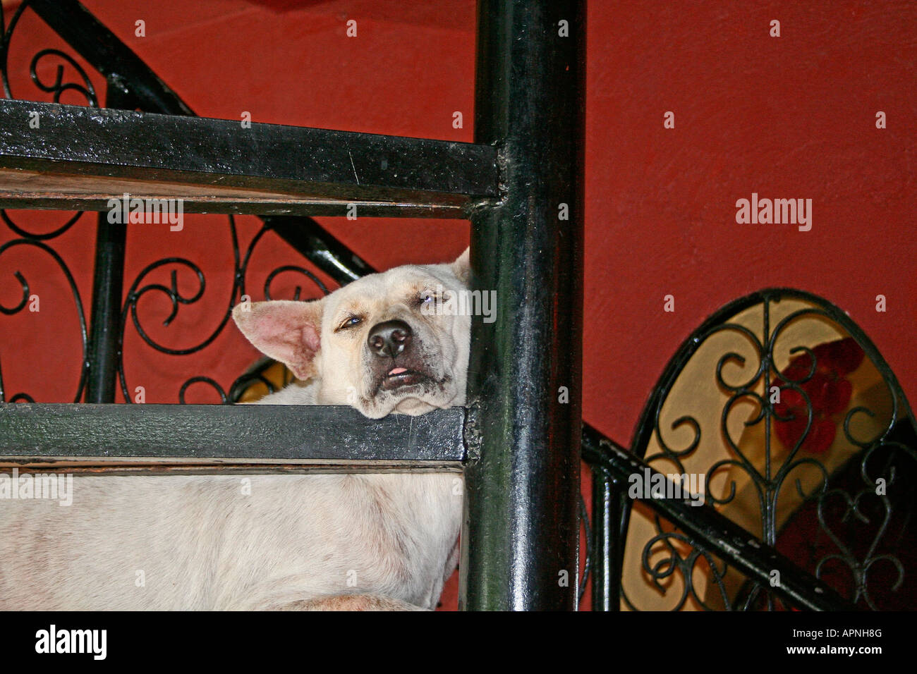 White dog snoozing against a wrought iron spiral staircase red wall Stock Photo