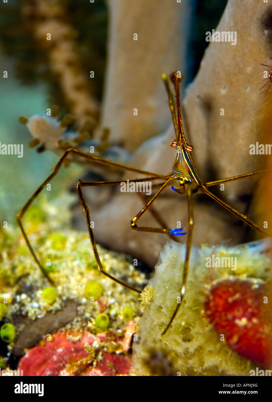 This tiny Yellowline Arrow Crab remains unconcerned when photographed near his home in a Florida coral reef. Stock Photo