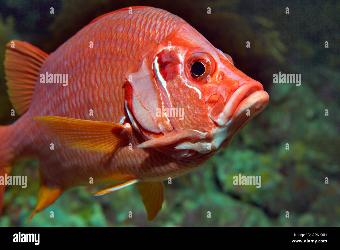 In The Red Sea near the Marsa Alam coast, this Giant, Long-Jaw or Sabre Squirrelfish portrait belies his poisonous nature. Stock Photo