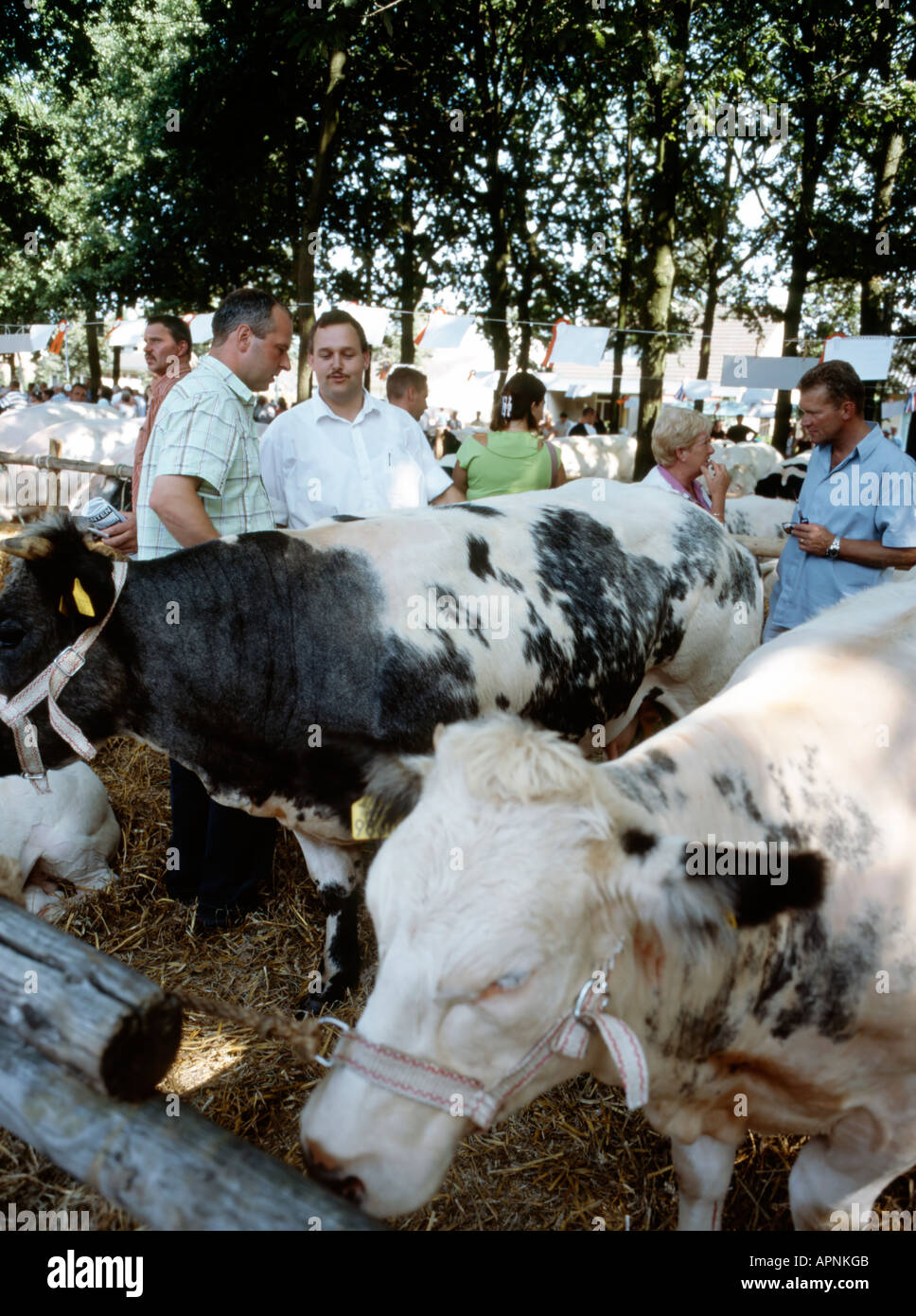 Cattle market Stock Photo Alamy