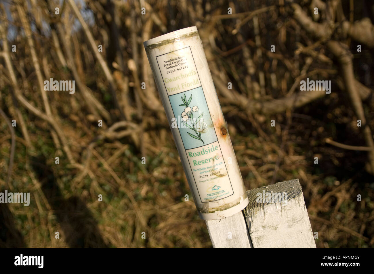 plastic tube marker in hedge for a Roadside nature reserve Wildlife trust south and west wales  UK Stock Photo