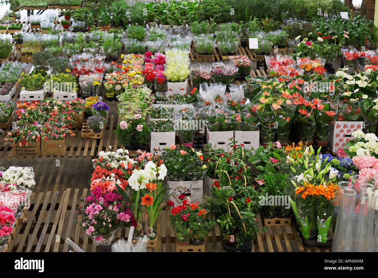 Selection of plants in flower shop Stock Photo