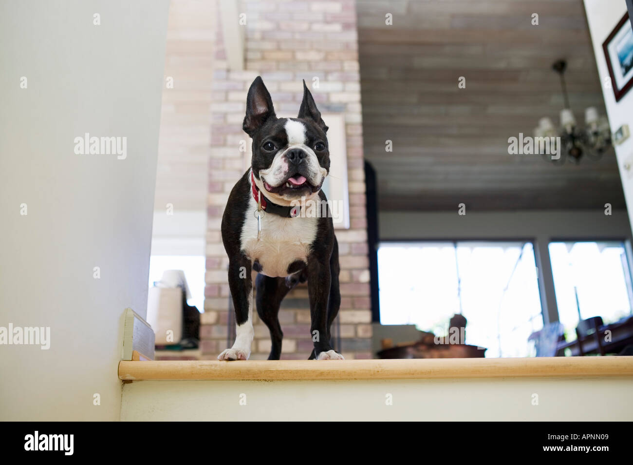 Portrait of a Boston Terrier dog Stock Photo