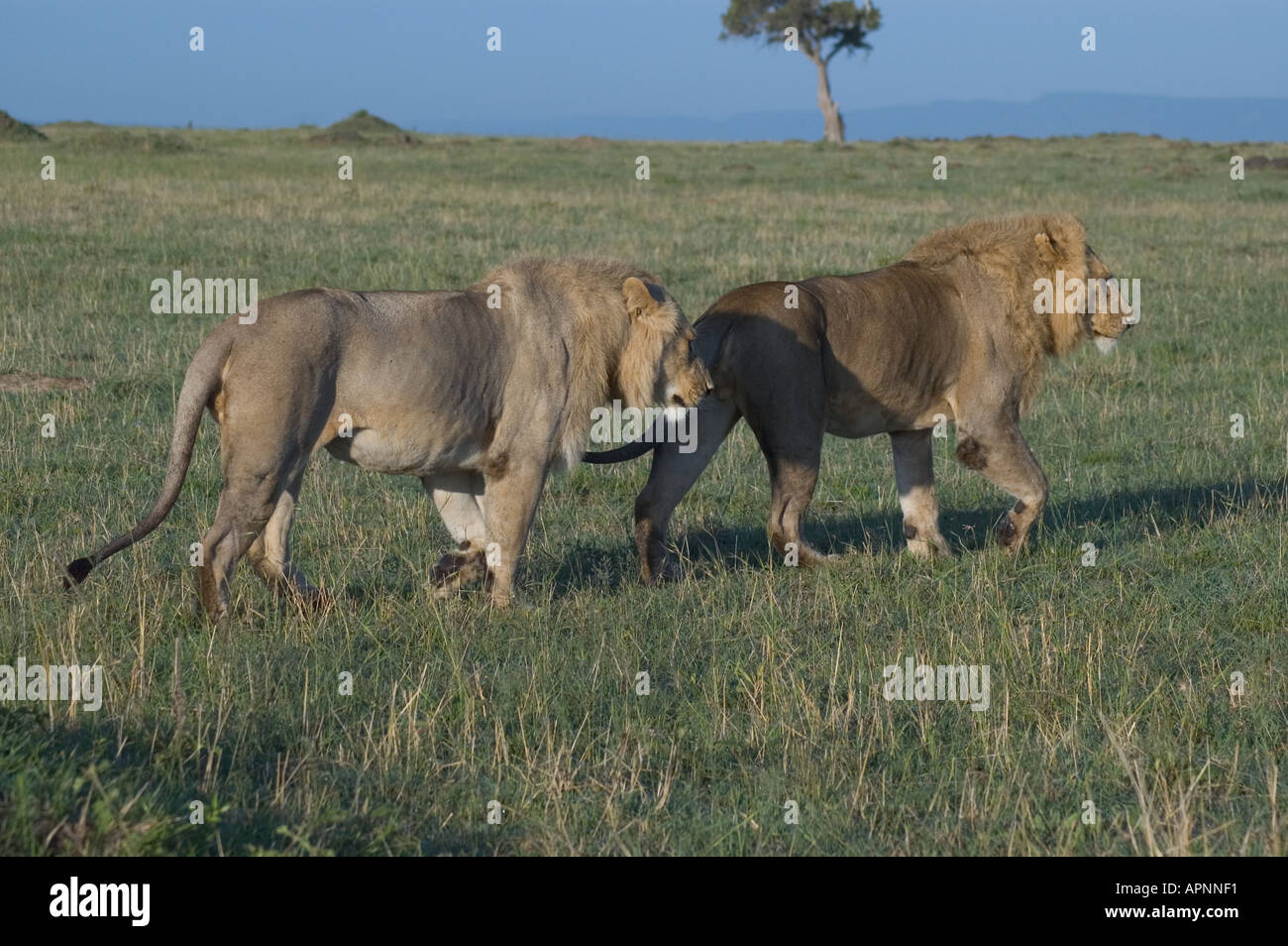 Male Lions Masai Mara Kenya Stock Photo - Alamy