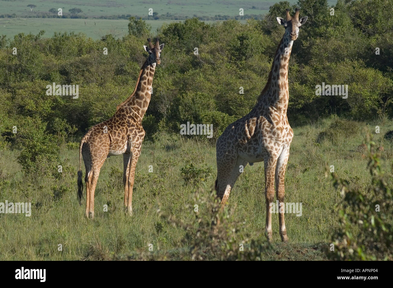 Giraffes legs hi-res stock photography and images - Alamy