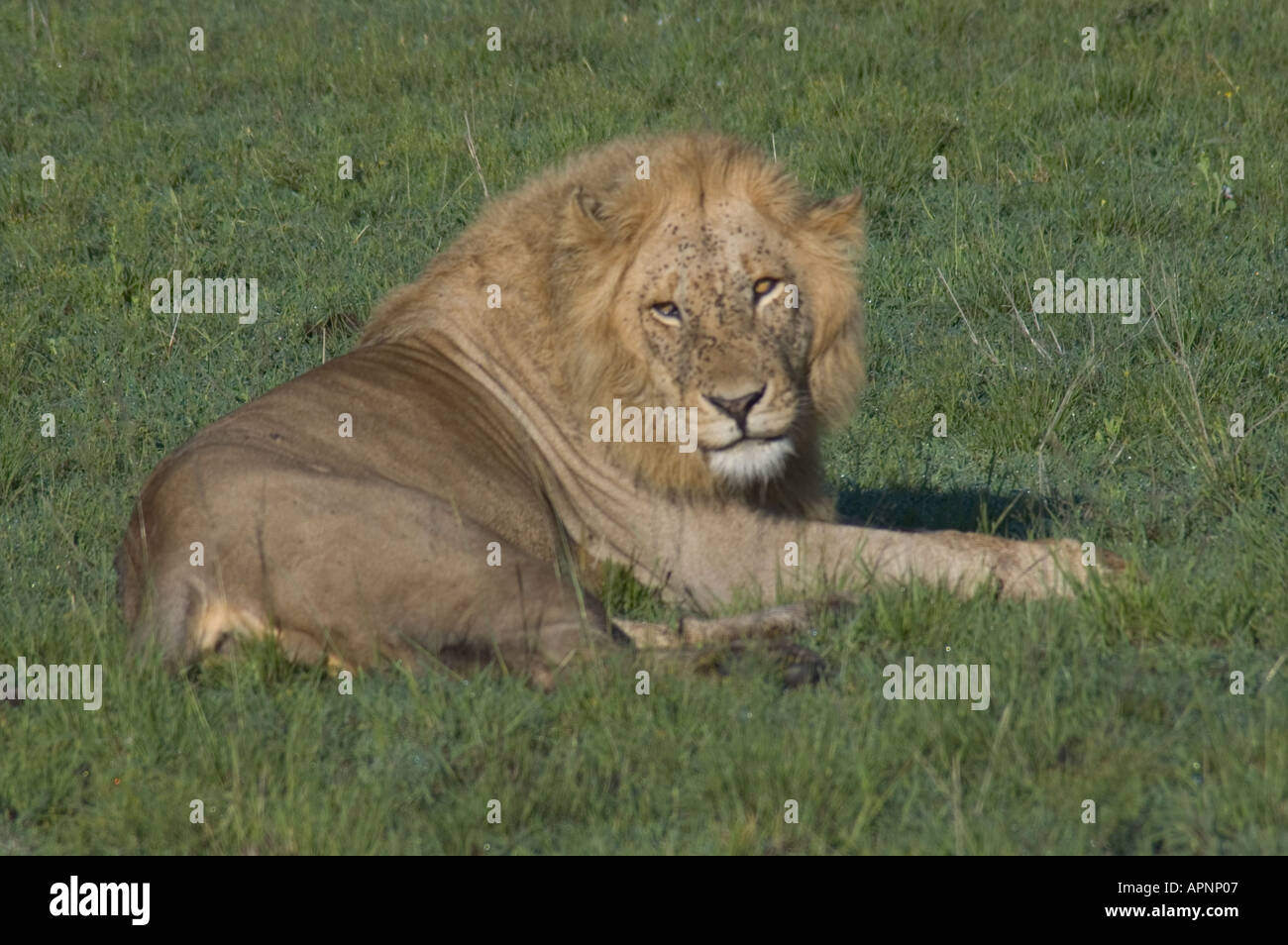 Male Lion Masai Mara Kenya Stock Photo - Alamy