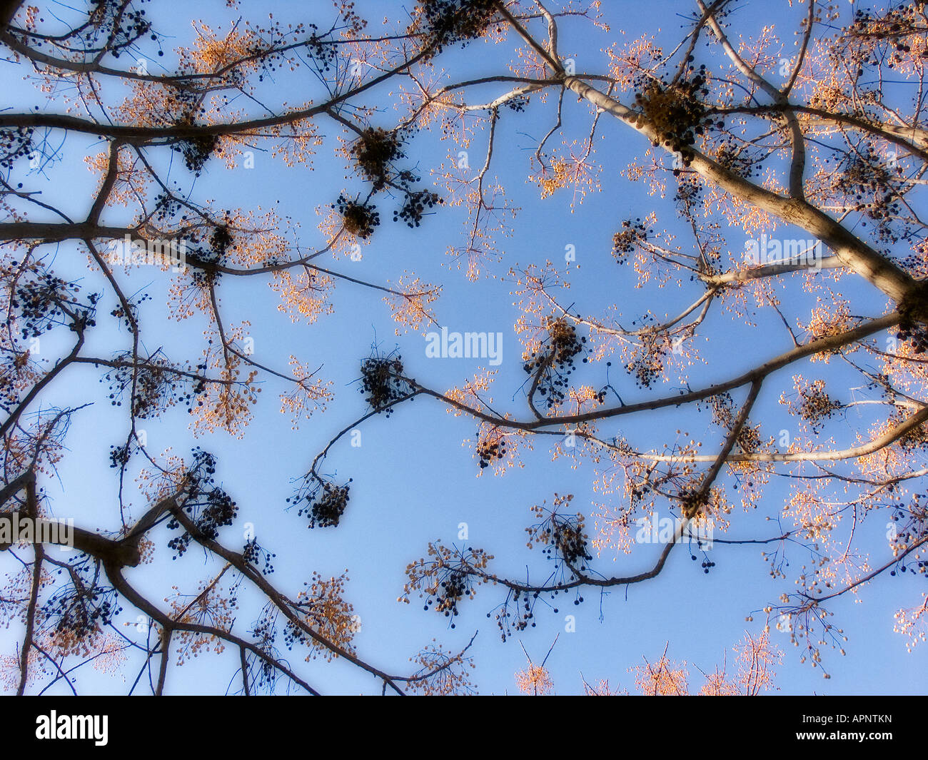 Abstraction with tree branches against a blue sky Stock Photo - Alamy