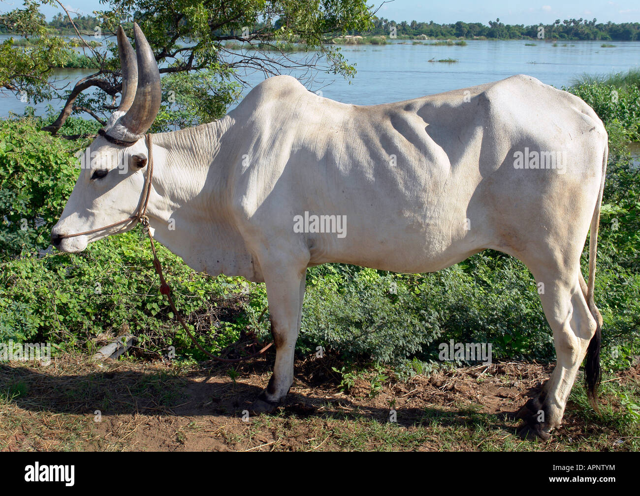 indian bullock cow in rural village location near trichy Stock Photo - Alamy