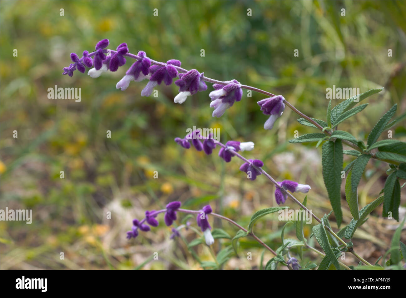 Salvia leucantha (Salvia eriocalyx) Madeira authoctonous plant