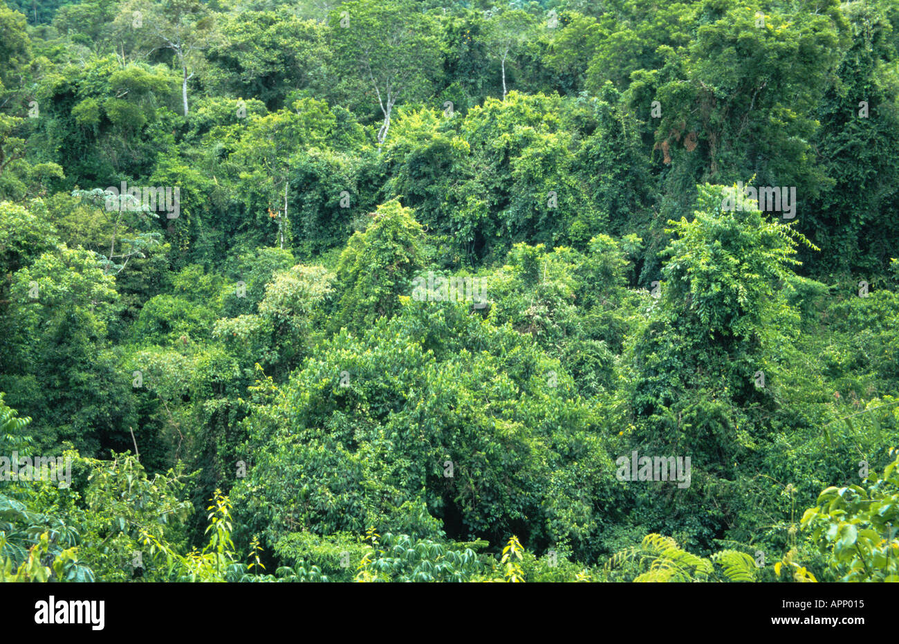 tropical rainforest. Stock Photo