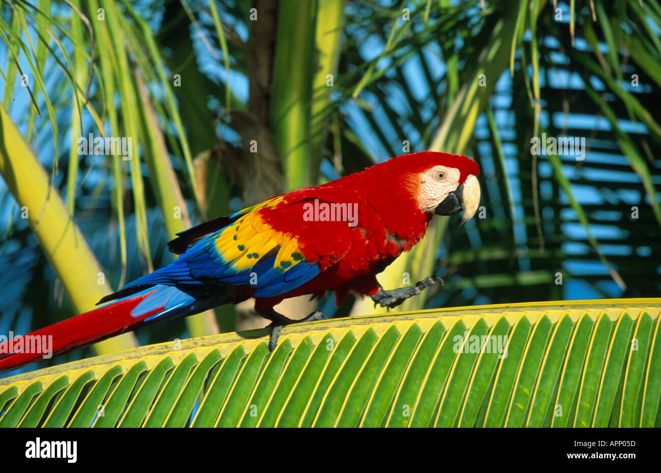 buffon's macaw (Ara ambigua), balancing over palm leaf. Stock Photo