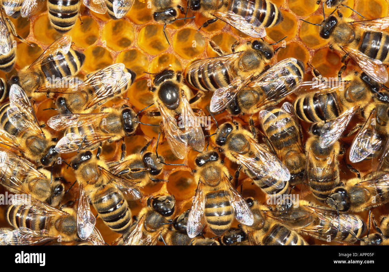 honeybees in comb (Apis mellifica), worker in comb. Stock Photo