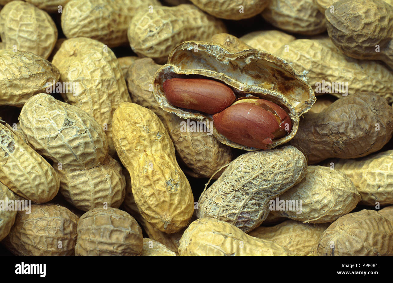 groundnut, peanut (Arachis hypogaea), fruits (nuts Stock Photo Alamy