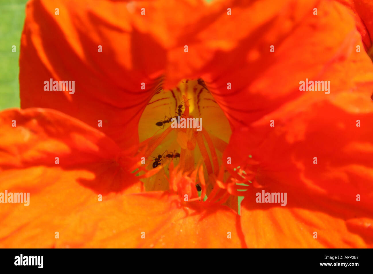 Black ants taking cover inside nasturtium flower Stock Photo Alamy