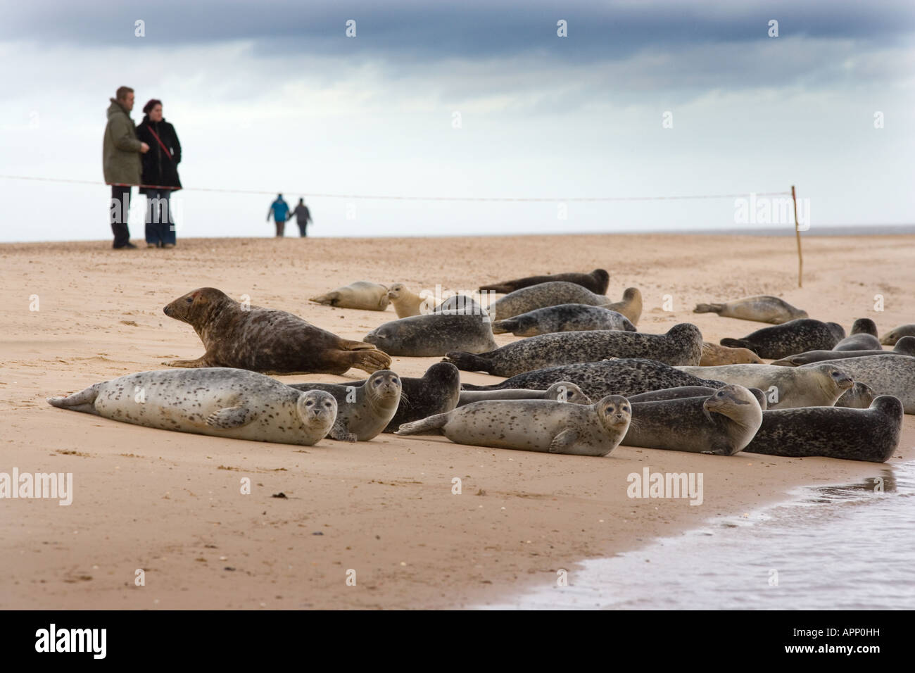 People watching Common and Grey Seals on Wells Beach Norfolk Winter Stock Photo