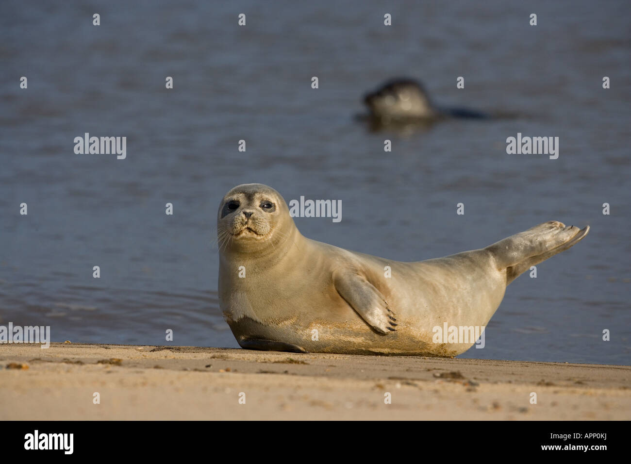 Common Seal Phoca vitulina Norfolk UK Stock Photo