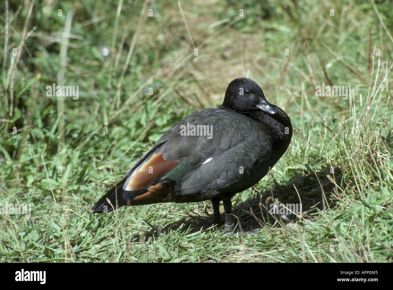 Paradise Shelduck Tadorna variegata Male resting Stock Photo