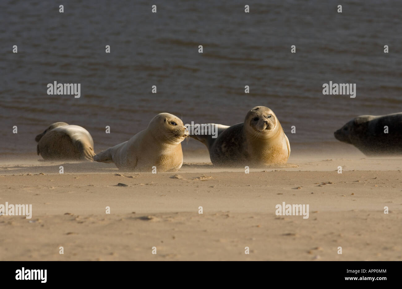 Common Seal Phoca vitulina Norfolk UK Stock Photo