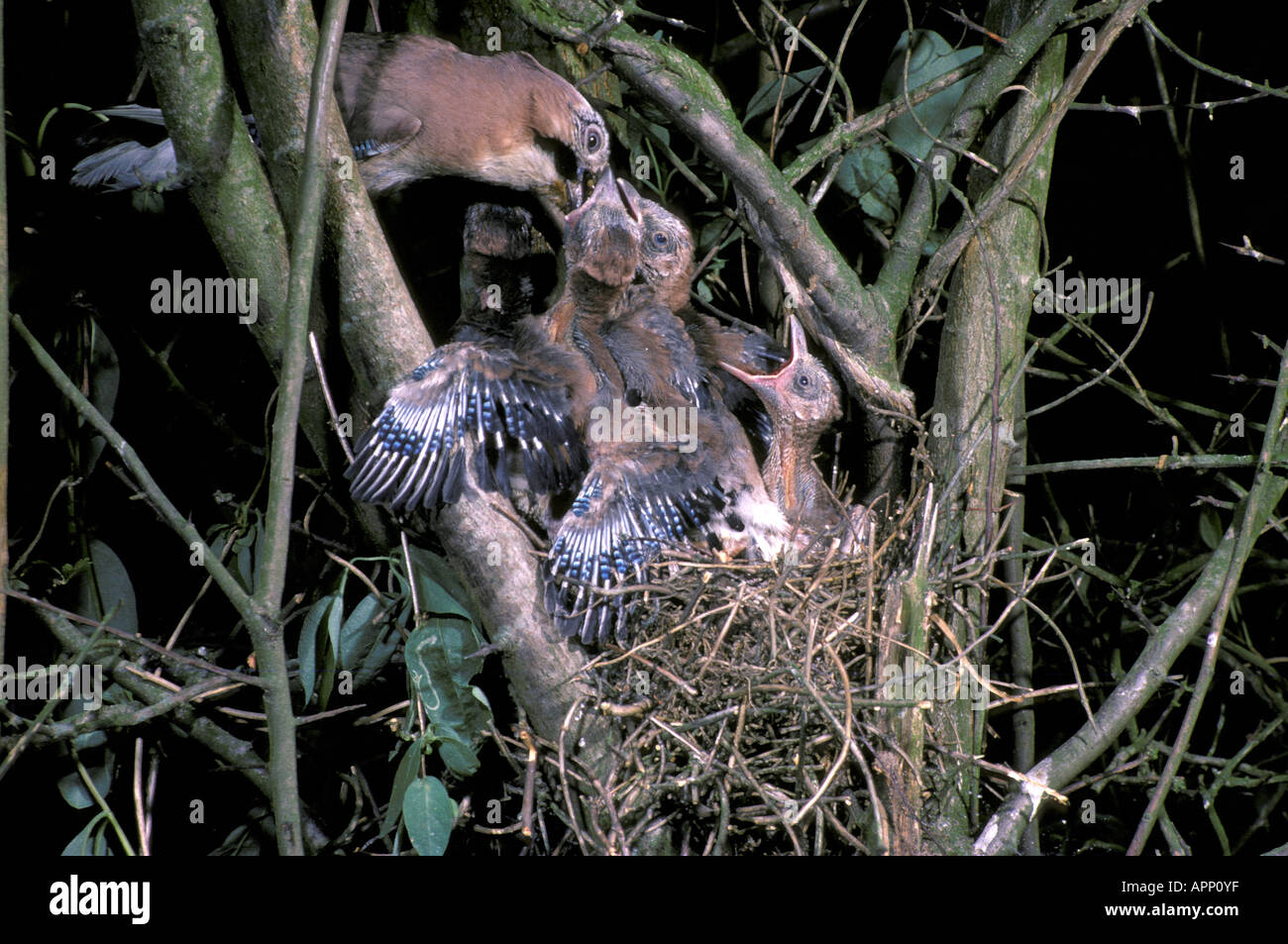 European Jay Garrulus glandarius Adult at nest feeding young Stock Photo