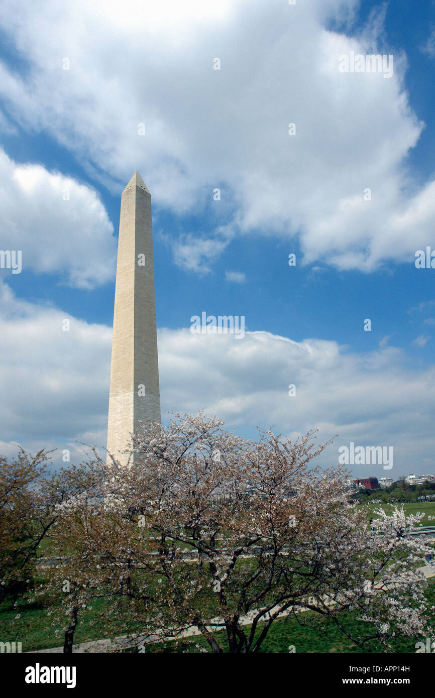 Cherry Blossoms and The Washington Monument  in Washington DC USA Stock Photo