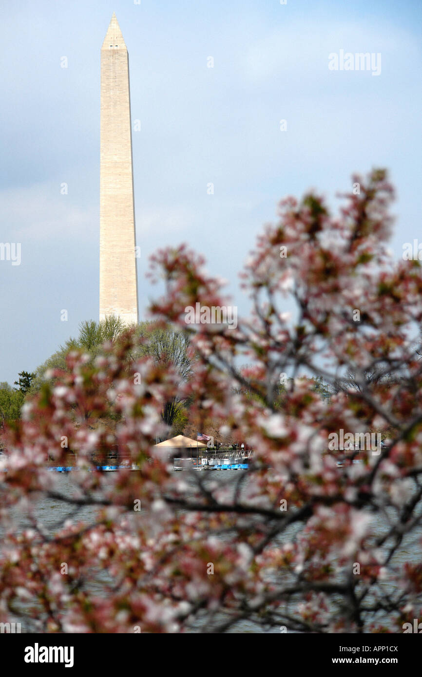 Cherry Blossoms and The Washington Monument in Washington DC USA Stock ...