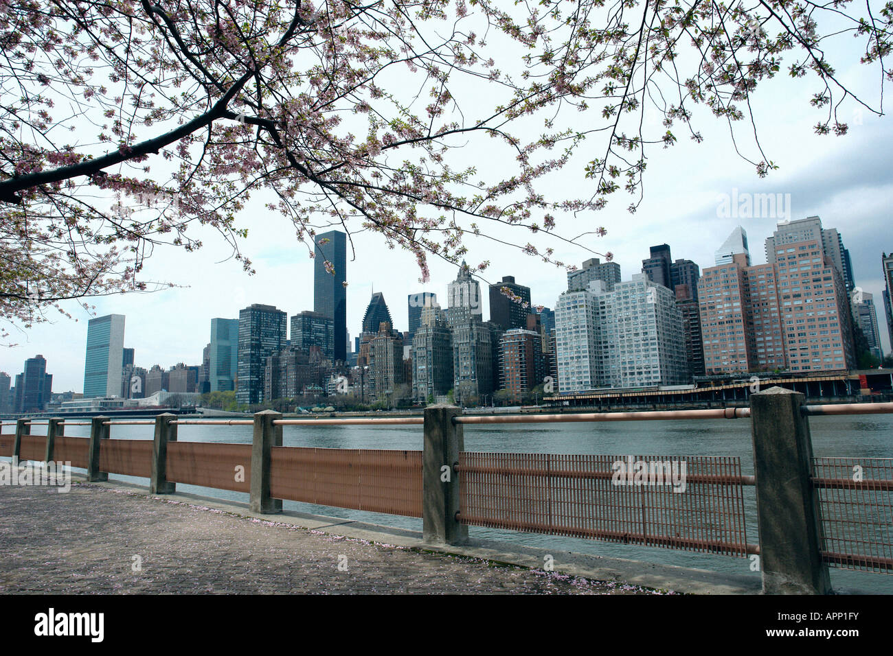 Cherry Blossoms and the New York City Skyline as Viewed from Roosevelt Island Stock Photo