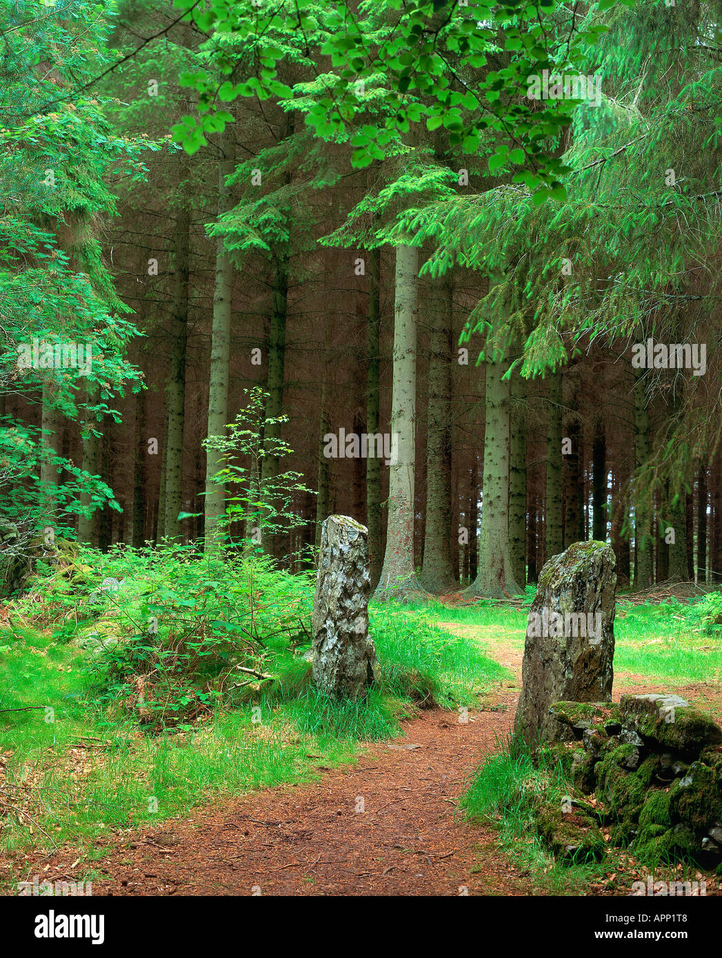 Tall trees in forest hi-res stock photography and images - Alamy