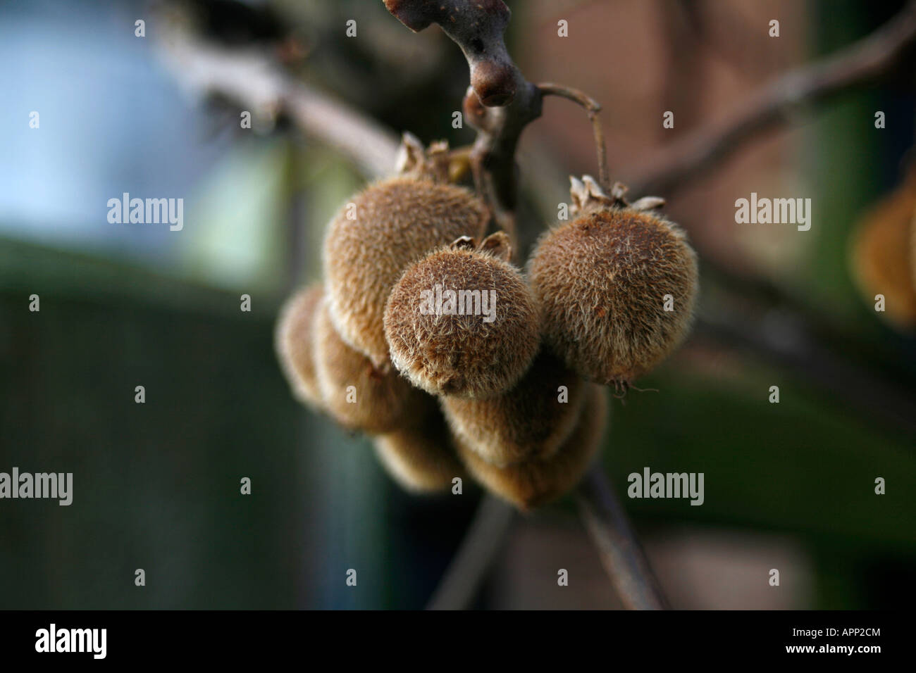 Kiwi fruit, Actinidia deliciosa, chinese gooseberry, native to New ...
