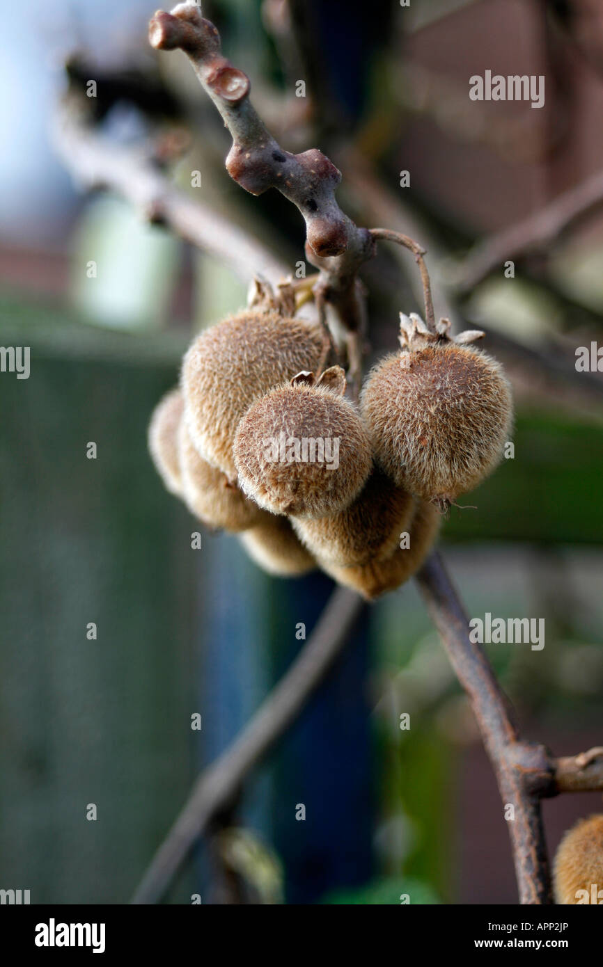 Kiwi fruit, Actinidia deliciosa, chinese gooseberry, native to New ...