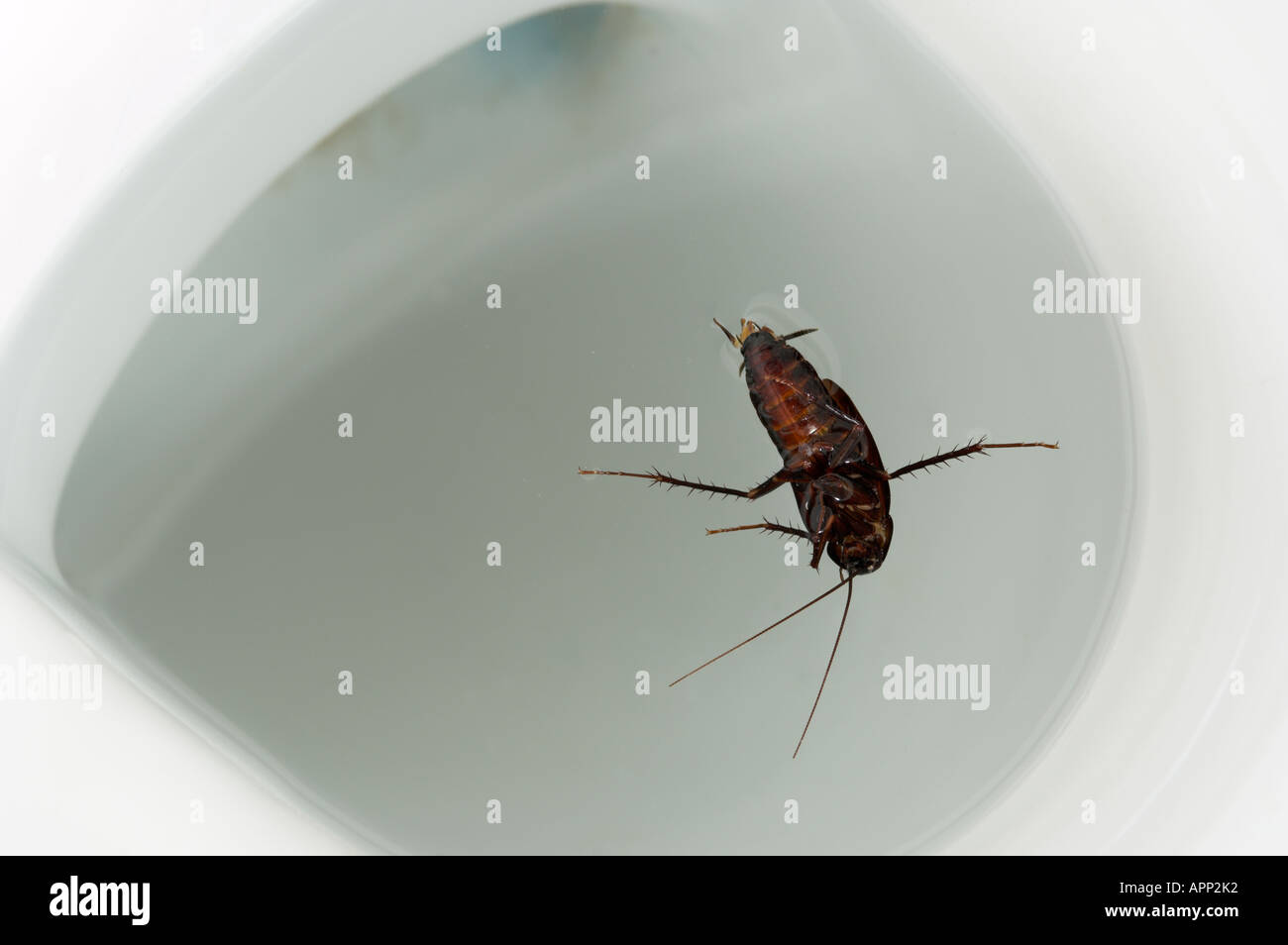 Black Cockroach (Blatta orientalis) drowned in sanitary toilet Stock Photo