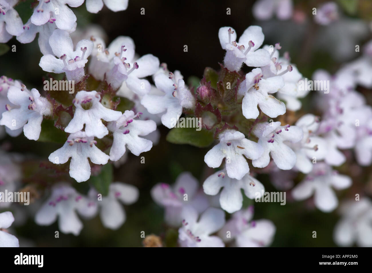 Mediterranean Thyme (Thymus vulgaris), Spain Stock Photo Alamy