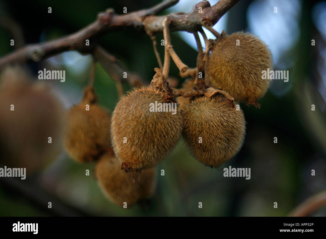 Kiwi fruit, Actinidia deliciosa, chinese gooseberry, native to New ...