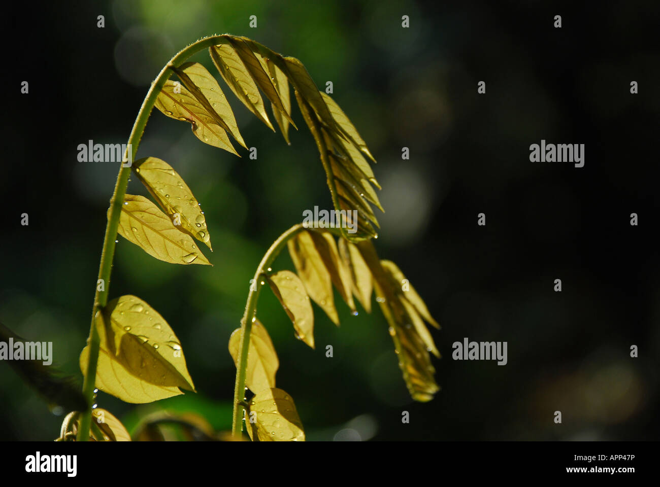 water drops on top of leaf in morning light Stock Photo