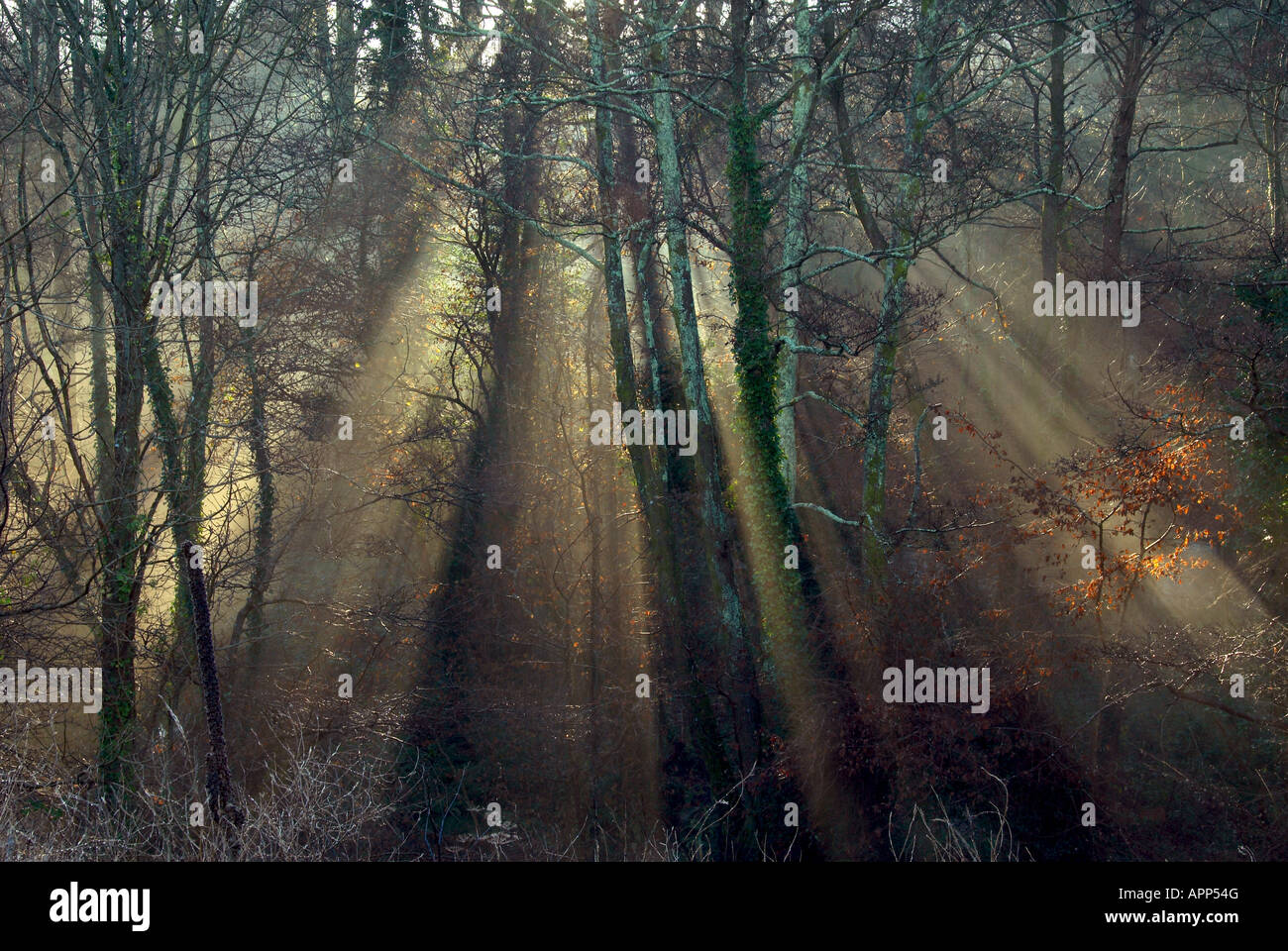 Tree Late Fall Image Picture of trees in late autumn Stock Photo - Alamy