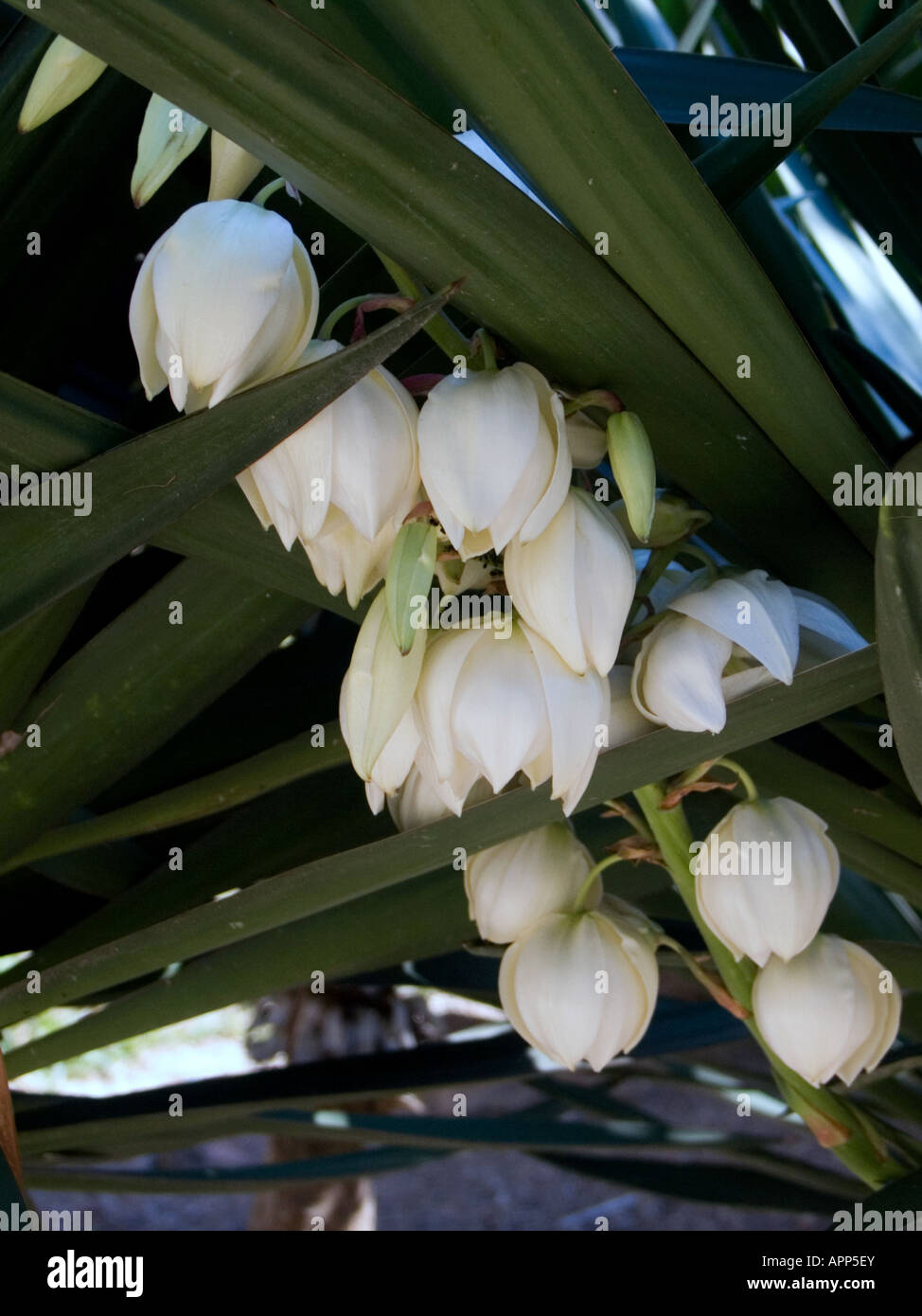 Yucca plant in flower, Spain Stock Photo