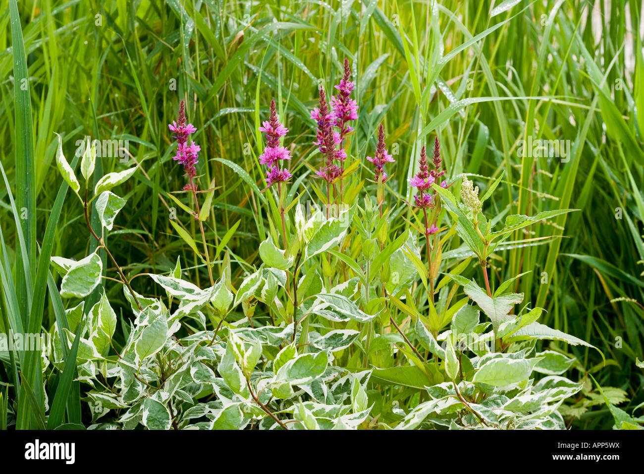 Waterside or bog planting: Lythrum virgatum with Cornus alba Elegantissima Stock Photo