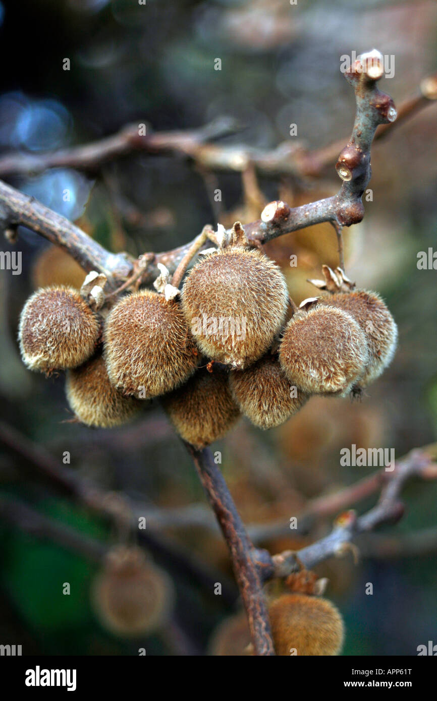 Kiwi fruit, Actinidia deliciosa, chinese gooseberry, native to New