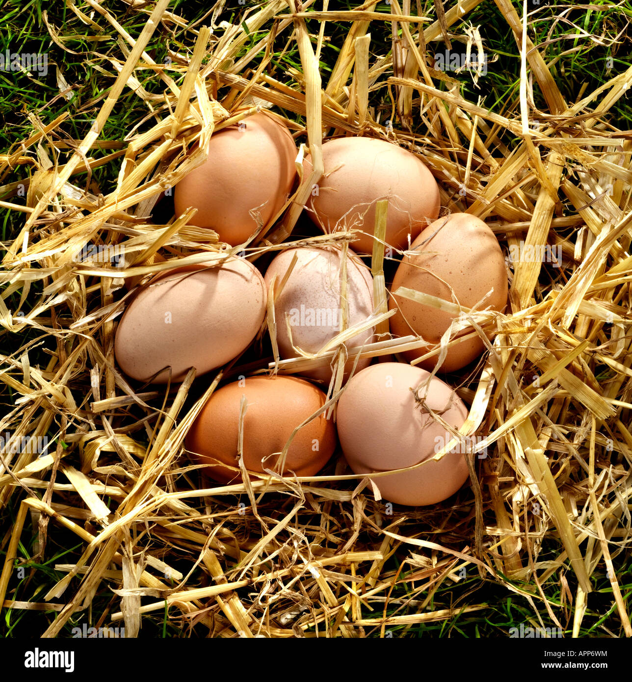 Fresh hens eggs in a straw nest on grass. Stock Photo