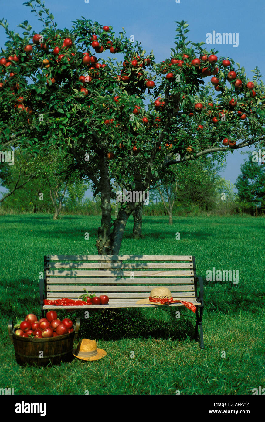Bench by Stayman Winesap apple tree and antique wooden basket, Missouri USA Stock Photo