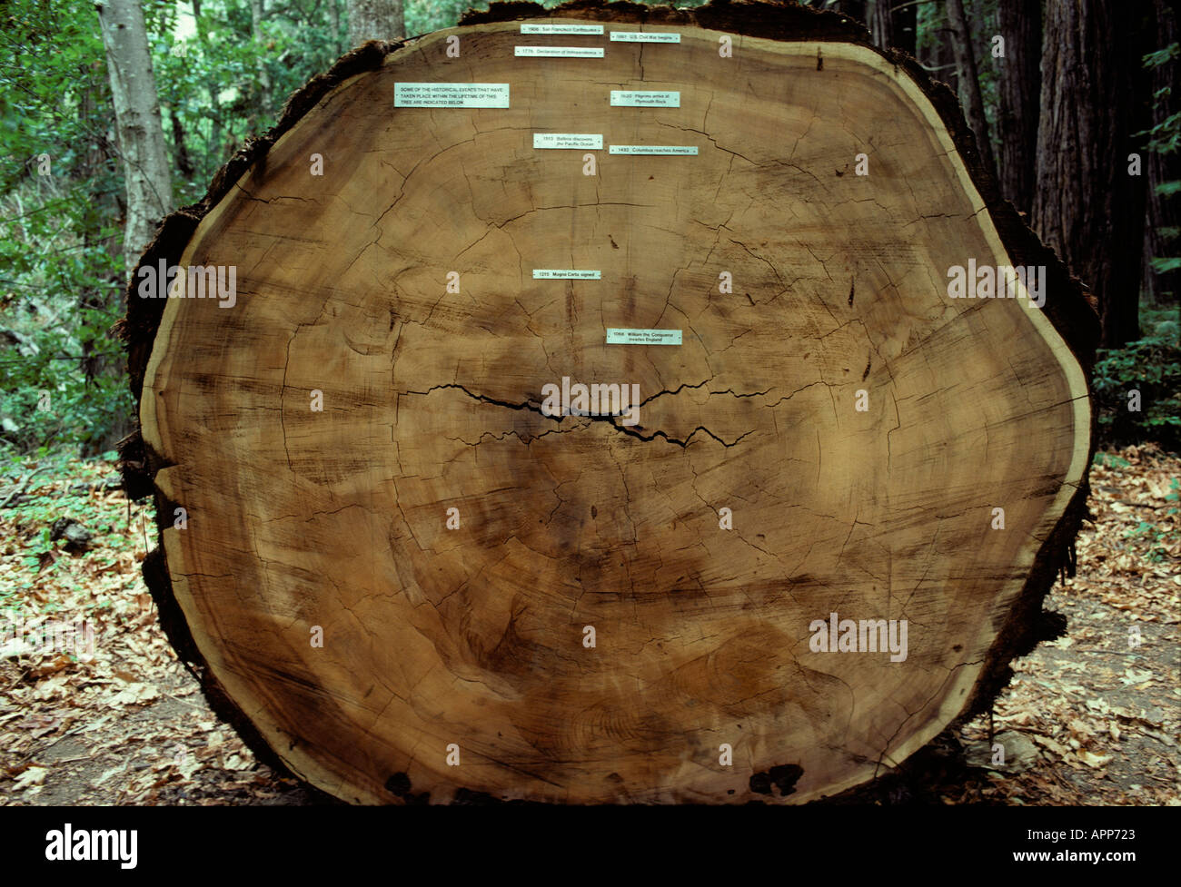 Cross-section of giant Redwood tree with tree rings and explanations of highlights of past years, Big Sur, California USA Stock Photo