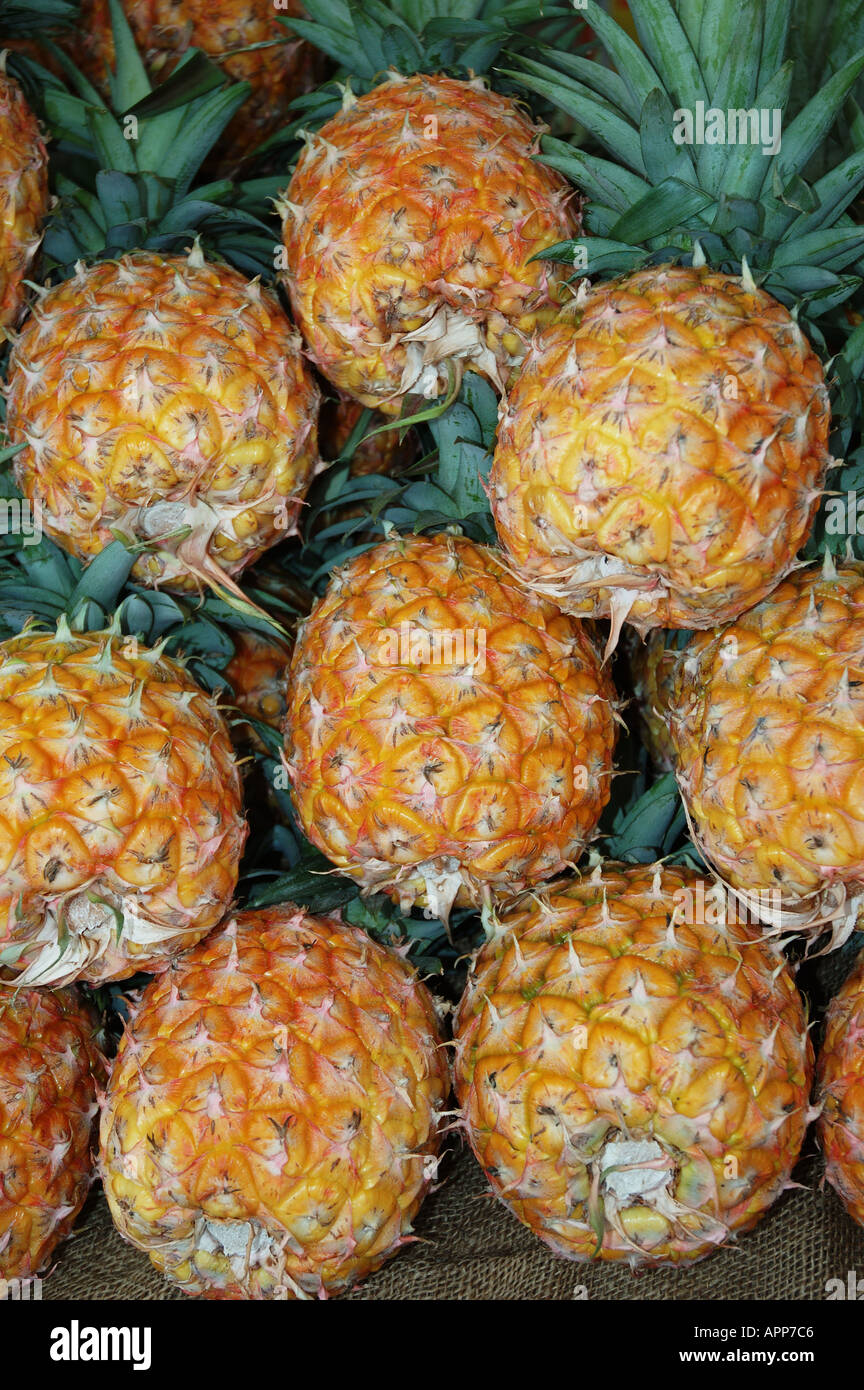 a pile of pineapples at Eumundi markets Noosa Queensland Australia dsc