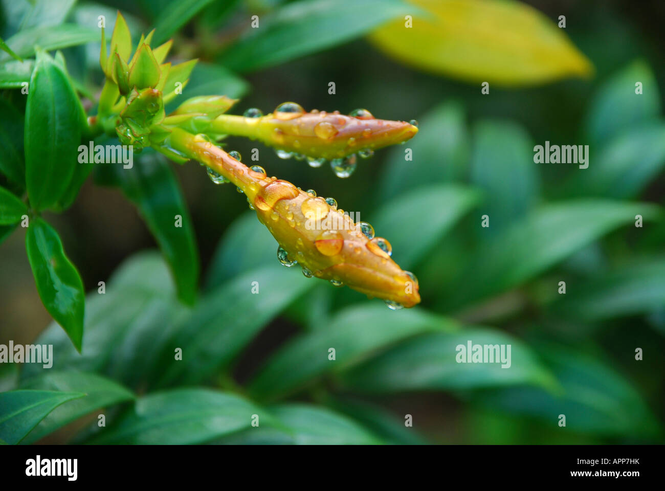 water drops on top of yellow flower bud Stock Photo
