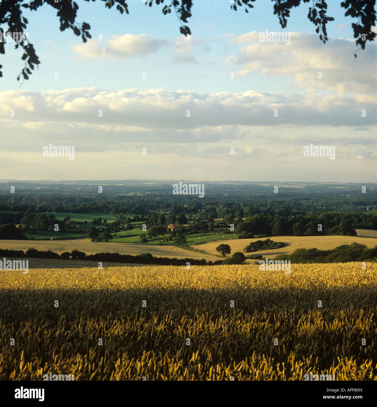 Farmland trees and a ripe wheat crop in warm summer evening light Berkshire Stock Photo