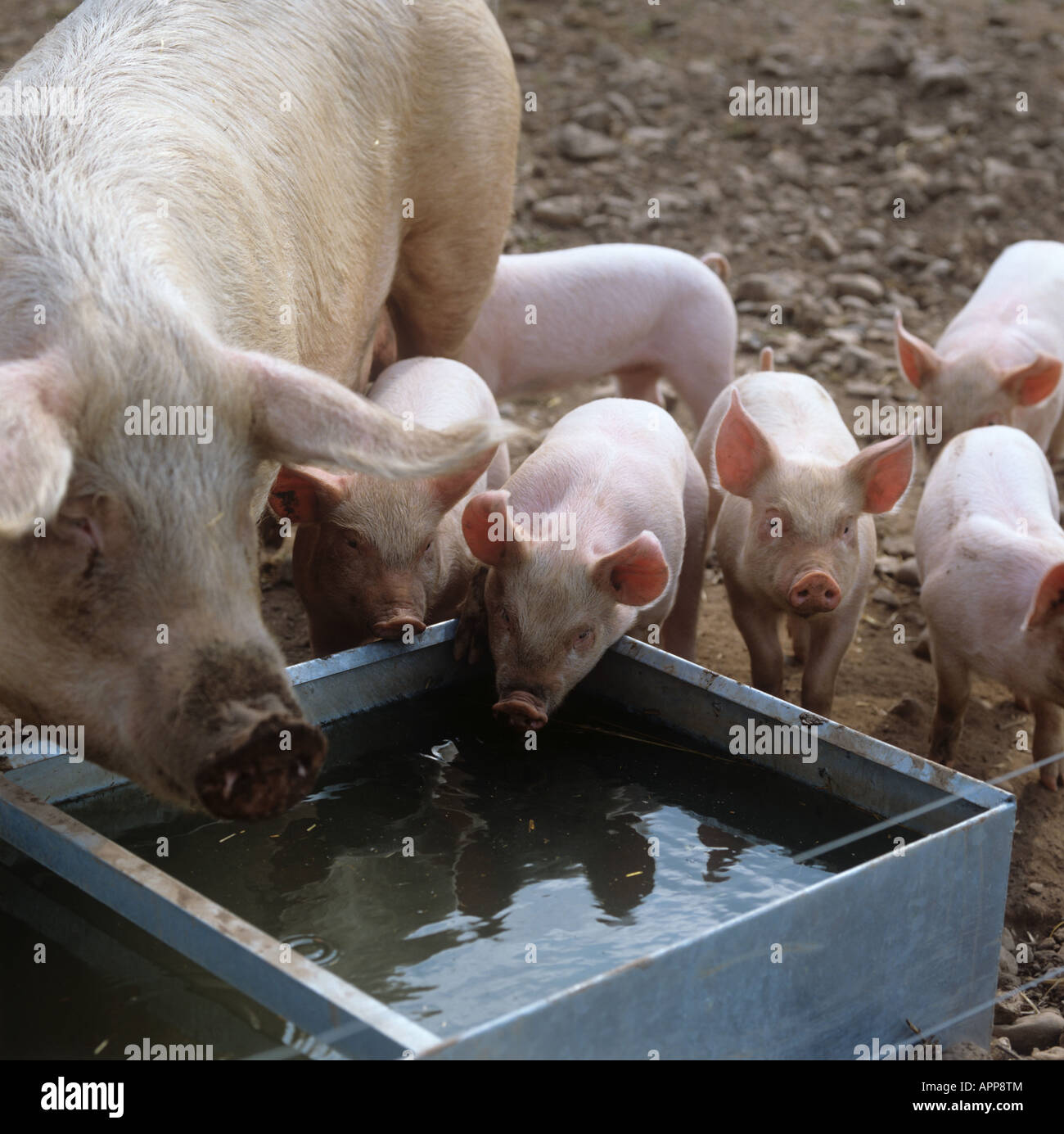 Large white X landrace sow and piglets by water trough drinking Stock Photo