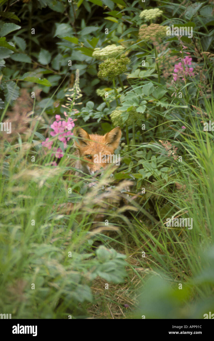 Red fox Vulpes vulpes peeking out between flowers and grass Augustine